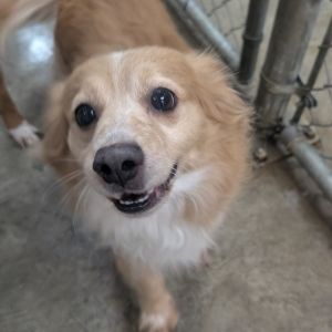 Boba, Adult Male Mixed Breed
