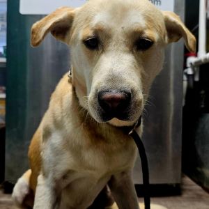 Luca, Adult Male Yellow Labrador Retriever