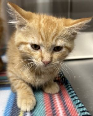 Ivy, Adult Female Domestic Short Hair