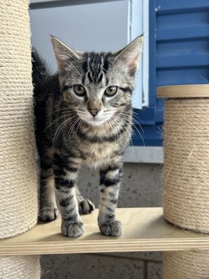 Rosie, Adult Female Domestic Short Hair