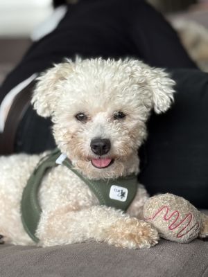 Meet Daniel SEEKING FOSTER-TO-ADOPT BY JULY 6 Daniel is a little 11-pound Bichon mix sweetheart lo