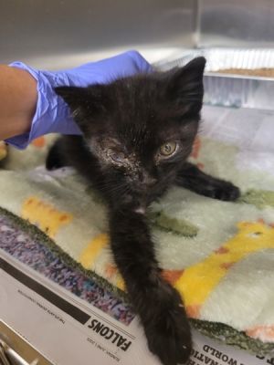 Primary Color Black Weight 19lbs Age 0yrs 0mths 8wks Animal has been Spayed