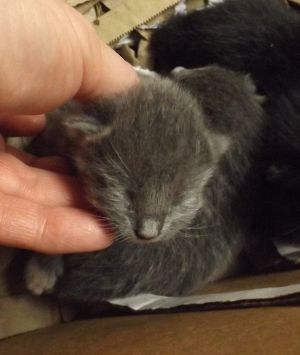 Primary Color Grey Weight 27lbs Age 0yrs 3mths 1wks Animal has been Neutered