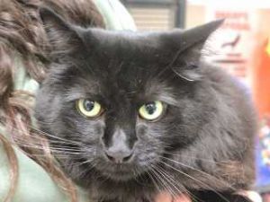 Sparkler* / Frank, Adult Male Domestic Long Hair