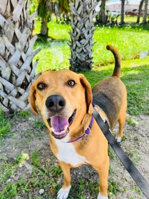 Champ, Adult Male Foxhound