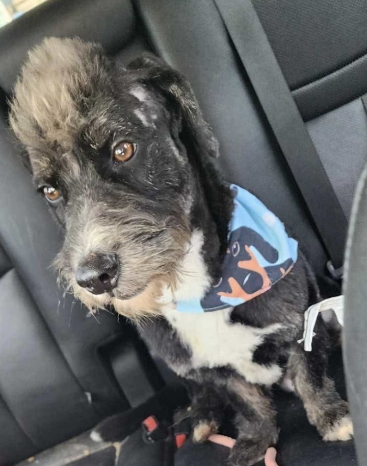 Shaggy 2