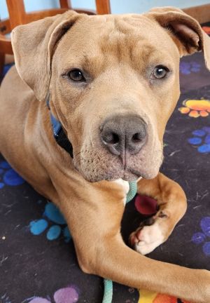 Whispers, Young Male American Staffordshire Terrier