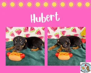 Hubert, Baby Male Terrier