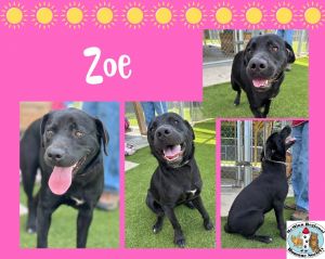 Zoe, Young Female Labrador Retriever