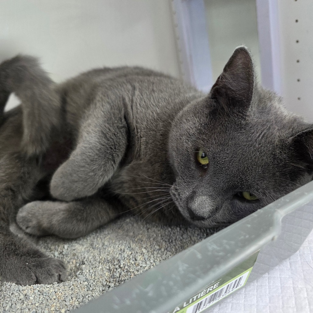 Jack, an adoptable Domestic Short Hair in Duncan, OK, 73533 | Photo Image 1