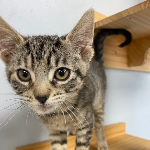 Hyacinth, an adoptable Domestic Short Hair in Duncan, OK, 73533 | Photo Image 1