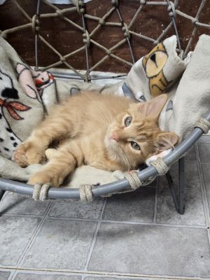 Ranger, Baby Male Domestic Short Hair