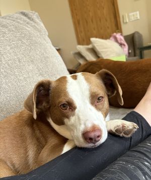 Buddy (Linx), Young Male Mixed Breed
