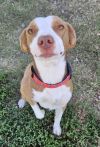 Buddy (Linx) photo 5