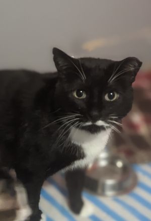 Moostash, Adult Male Domestic Short Hair