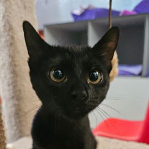 Latoya, Baby Female Domestic Short Hair