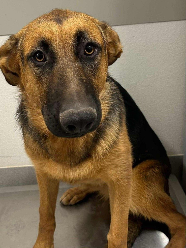 Dana, an adoptable German Shepherd Dog in Suamico, WI, 54173 | Photo Image 1