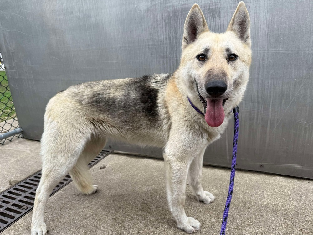 Georgia, an adoptable German Shepherd Dog in Suamico, WI, 54173 | Photo Image 1