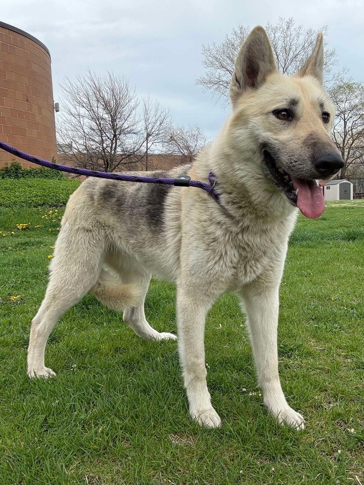 Georgia, an adoptable German Shepherd Dog in Suamico, WI, 54173 | Photo Image 2