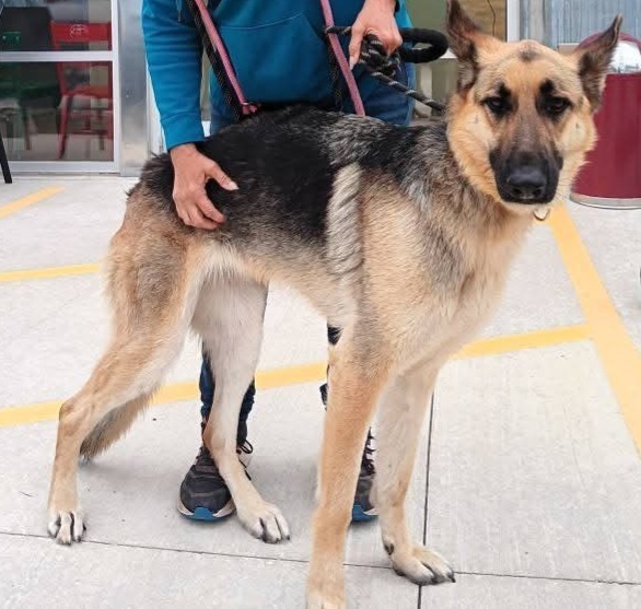 Riley, an adoptable German Shepherd Dog in Suamico, WI, 54173 | Photo Image 1