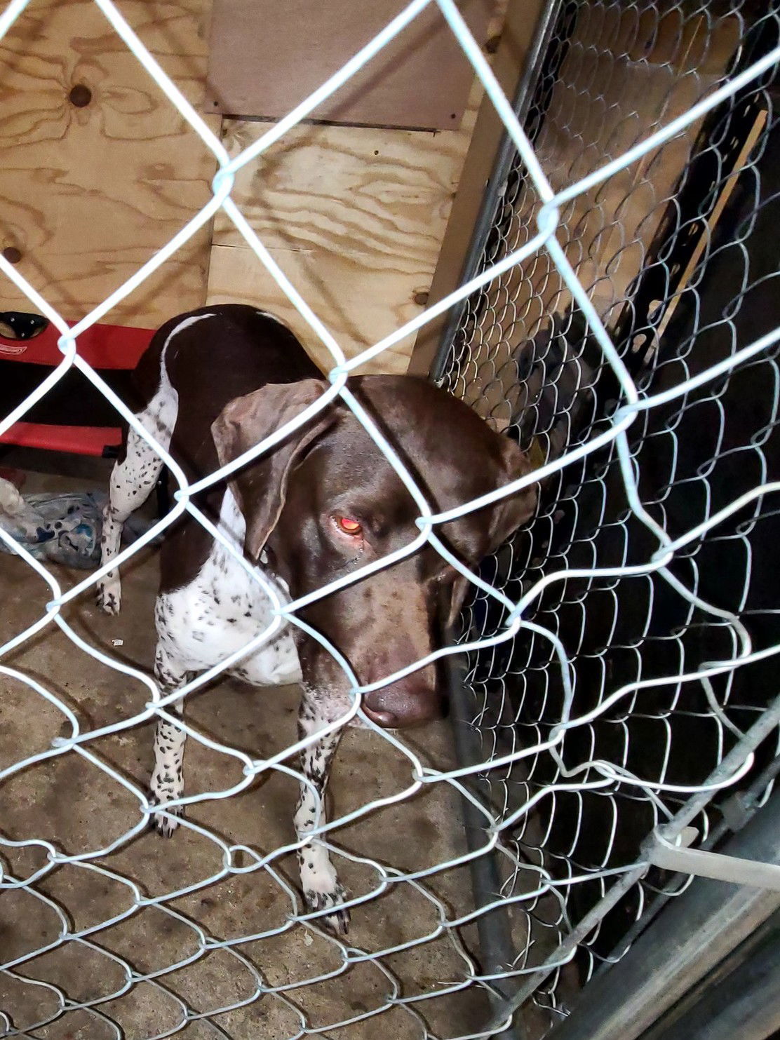 Blue - Foster Needed!