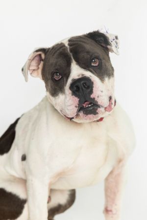 Mr. Koala Bear, Adult Male Mixed Breed
