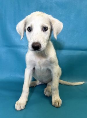 Darcy, Baby Female Great Pyrenees