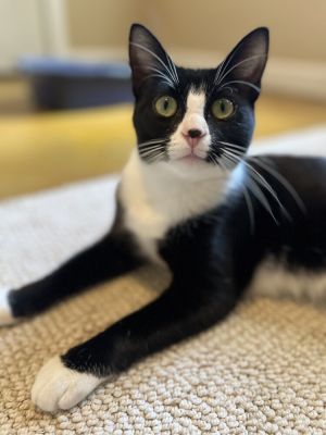 Nola Kitty, Adult Female Domestic Short Hair
