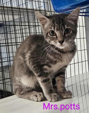 Mrs. Potts, Baby Female Domestic Short Hair