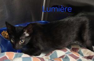 Lumire, Baby Male Domestic Short Hair
