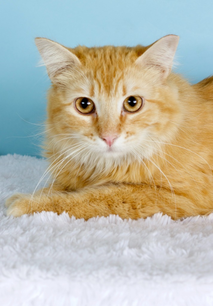 Simon (now Cheddar)