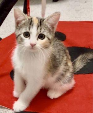 Angel, Baby Female Domestic Short Hair