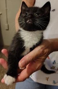 Leto, Baby Male Domestic Short Hair