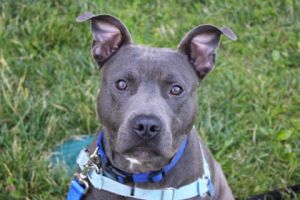Randy, Adult Male Pit Bull Terrier