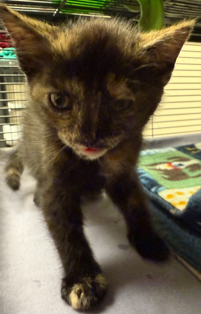 Jiji