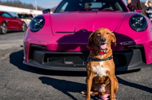 LadyBird, Adult Female Hound