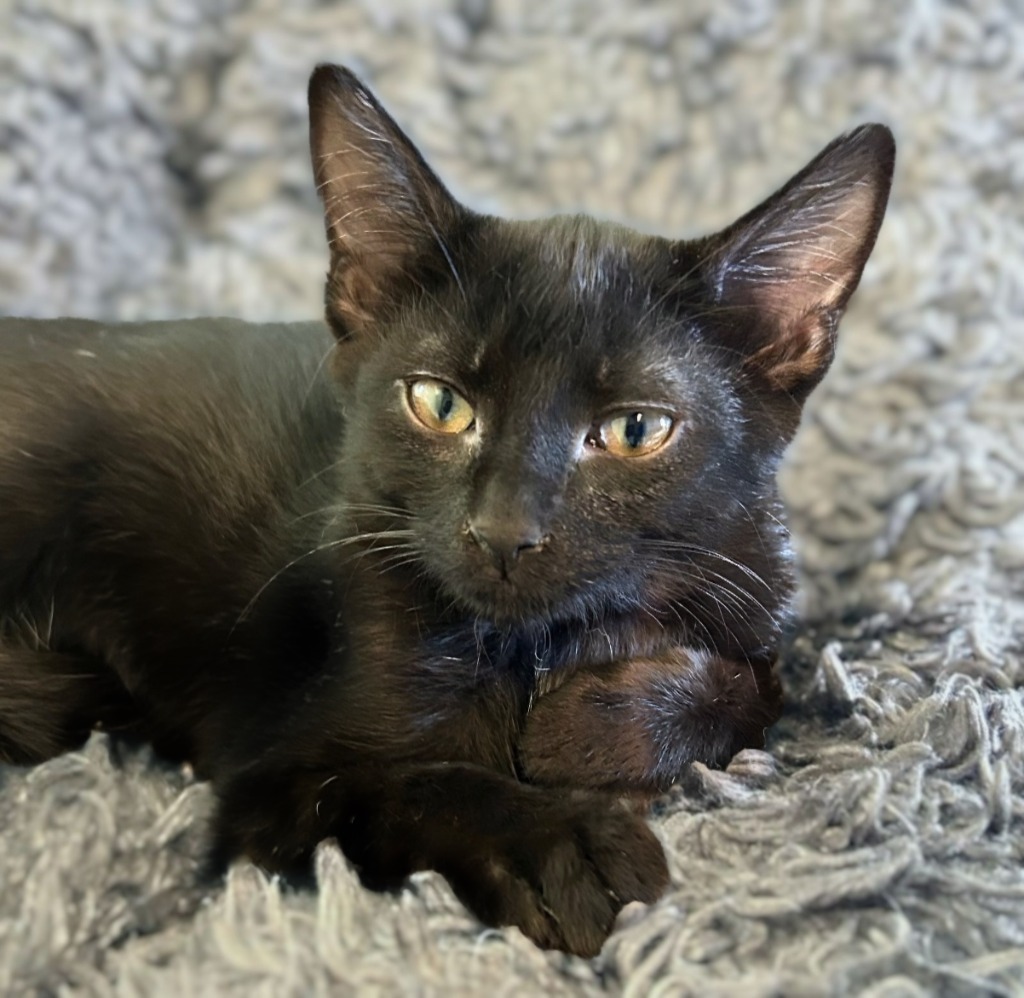 Onyx