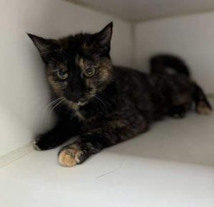Marcia, Young Female Domestic Short Hair