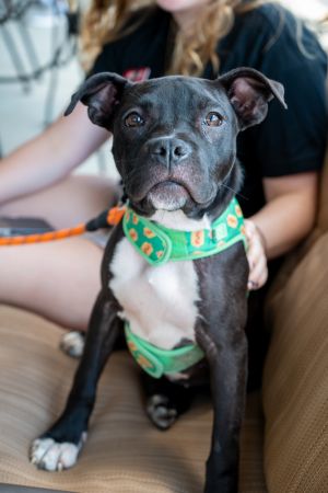 Kismet, Baby Female Pit Bull Terrier