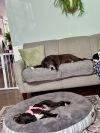 Kismet photo 6