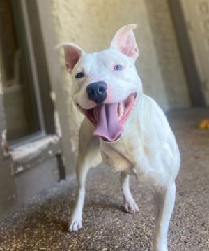 Everett, Young Male Pit Bull Terrier