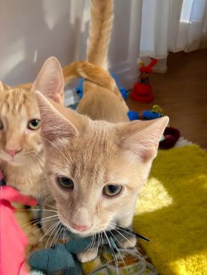 Cuda, Baby Male Domestic Short Hair