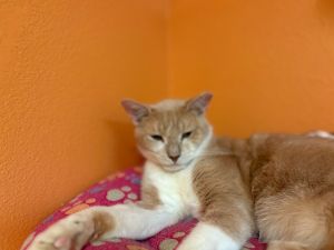 Brewster, Adult Male Domestic Medium Hair