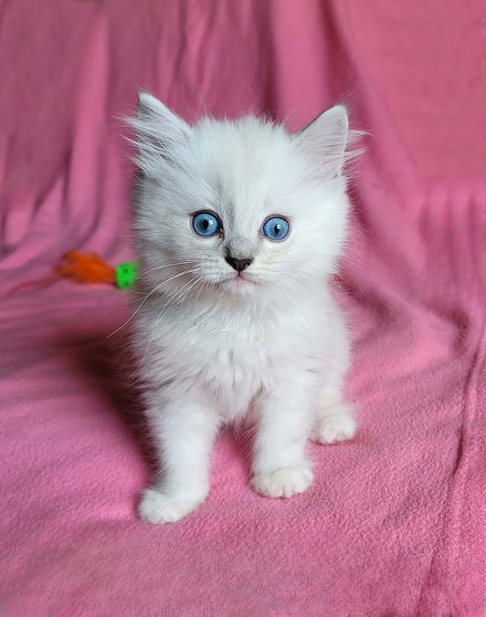 Sully, an adoptable Ragdoll in Nashville, TN, 37215 | Photo Image 1