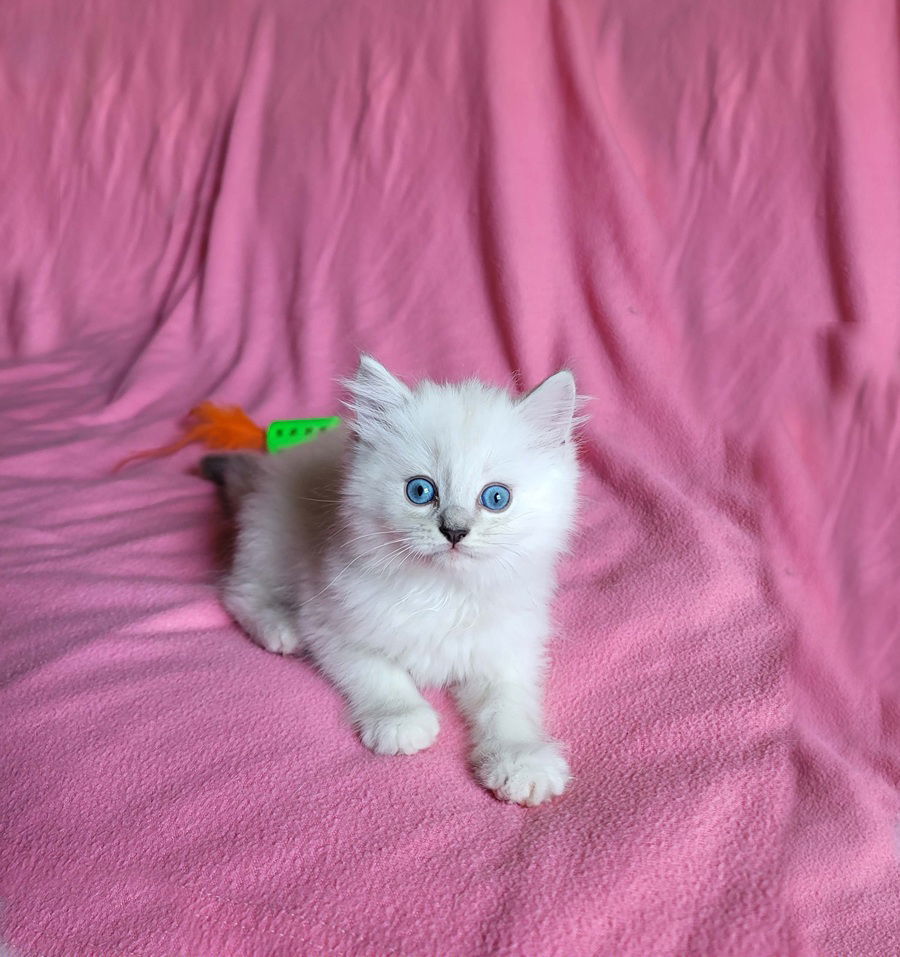 Sully, an adoptable Ragdoll in Nashville, TN, 37215 | Photo Image 2