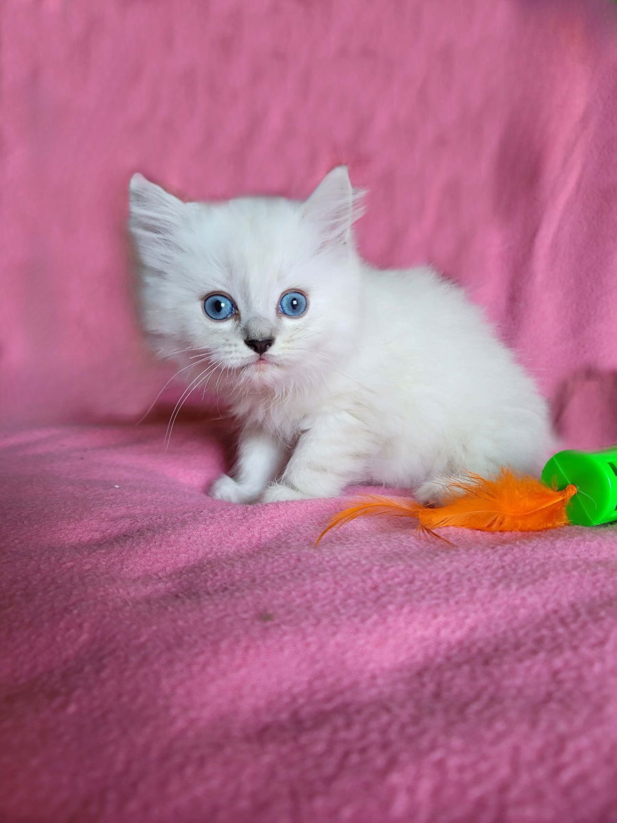 Sully, an adoptable Ragdoll in Nashville, TN, 37215 | Photo Image 3