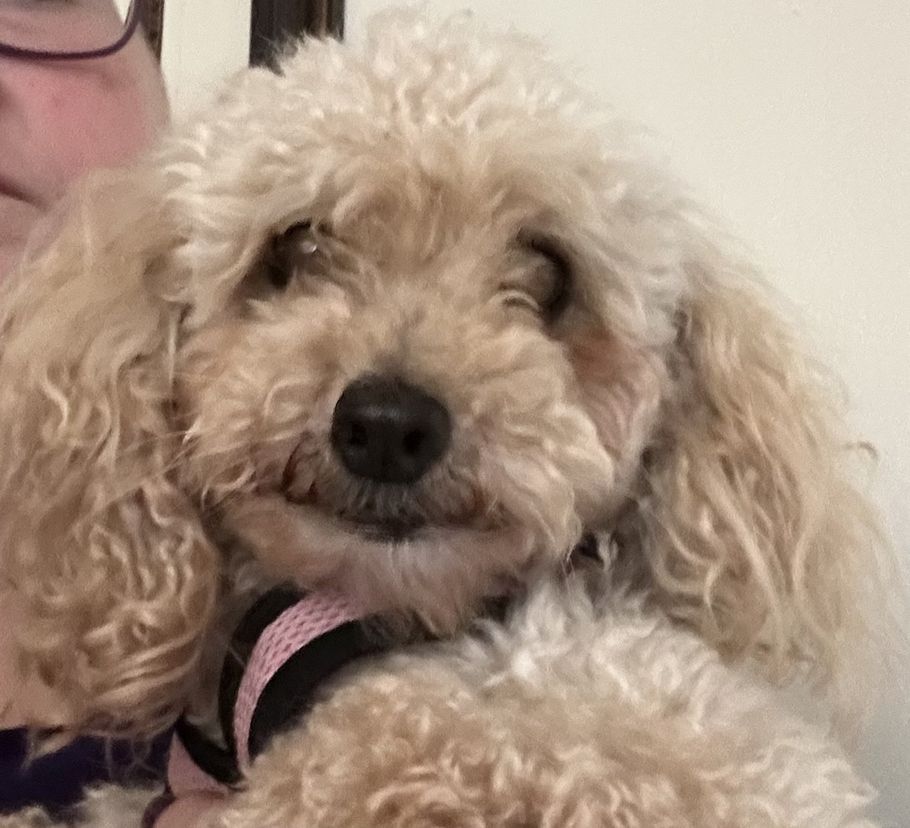 Poodle toy - Gabbie