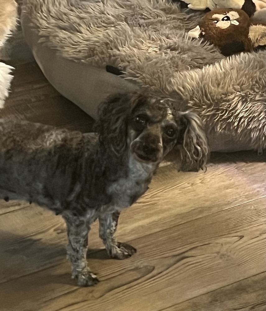 Poodle Miniature - Lucy Lou