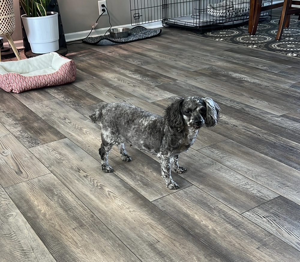 Poodle Miniature - Lucy Lou