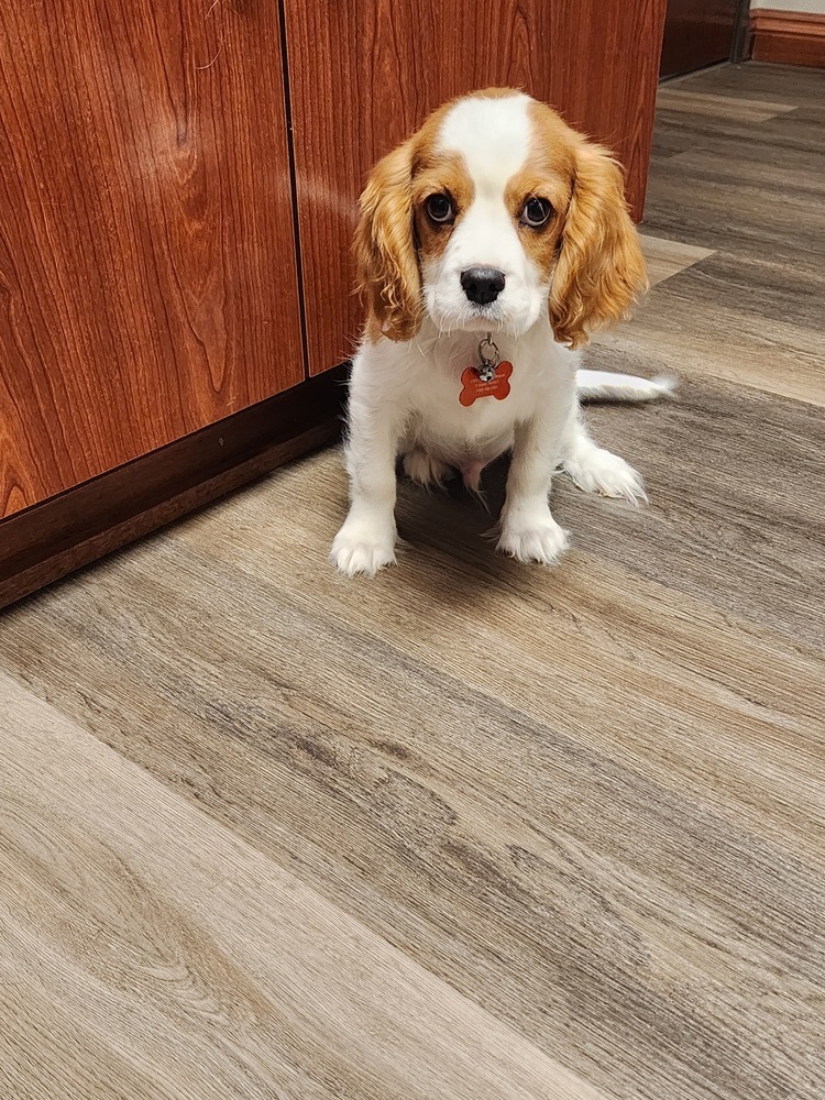 Cavalier- Conway